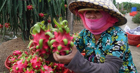 Tiki bán không lợi nhuận trái cây miền Tây, giúp bà con đón Tết ấm no - Ảnh 1. Tiki bán không lợi nhuận trái cây miền Tây, giúp bà con đón Tết ấm no - Ảnh 1.
