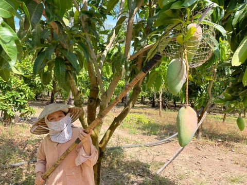 Tiki bán không lợi nhuận trái cây miền Tây, giúp bà con đón Tết ấm no - Ảnh 4. Tiki bán không lợi nhuận trái cây miền Tây, giúp bà con đón Tết ấm no - Ảnh 4.