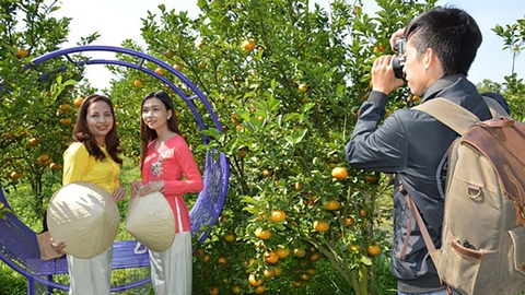 Vườn quýt hồng chín rộ, nhà vườn mở cửa đón khách tham quan - Ảnh 2. Vườn quýt hồng chín rộ, nhà vườn mở cửa đón khách tham quan - Ảnh 2.