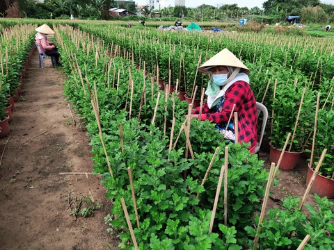 Mai Tết Thủ Đức khẩn trương lặt lá để kịp ship ra Hà Nội - Ảnh 4. Mai Tết Thủ Đức khẩn trương lặt lá để kịp ship ra Hà Nội - Ảnh 4.