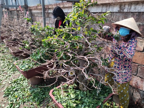 Mai Tết Thủ Đức khẩn trương lặt lá để kịp ship ra Hà Nội - Ảnh 2. Mai Tết Thủ Đức khẩn trương lặt lá để kịp ship ra Hà Nội - Ảnh 2.