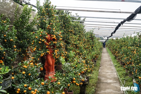 Trồng quất hổ độc lạ, nhà vườn lo kén người chơi - Ảnh 3. Trồng quất hổ độc lạ, nhà vườn lo kén người chơi - Ảnh 3.