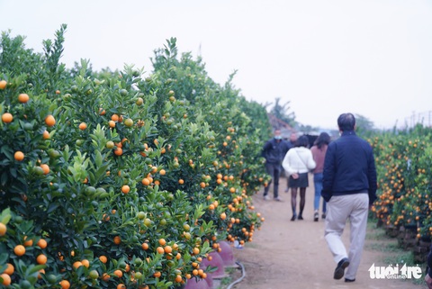 Trồng quất hổ độc lạ, nhà vườn lo kén người chơi - Ảnh 4. Trồng quất hổ độc lạ, nhà vườn lo kén người chơi - Ảnh 4.