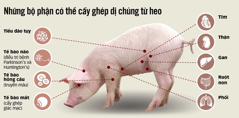 Thêm hy vọng về ghép tạng heo cho người - Ảnh 3. Thêm hy vọng về ghép tạng heo cho người - Ảnh 3.