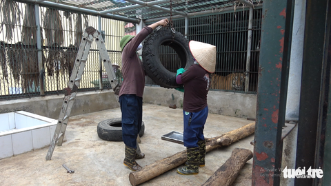 Bảo mẫu của đàn hổ lớn nhất Việt Nam - Ảnh 4. Bảo mẫu của đàn hổ lớn nhất Việt Nam - Ảnh 4.