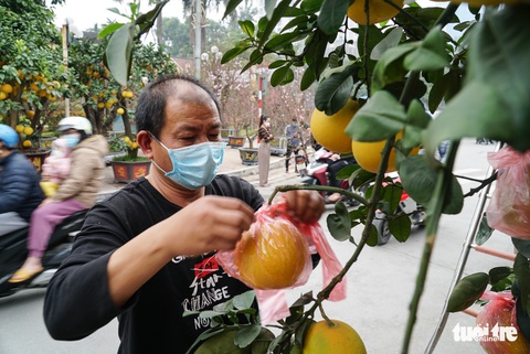 Đào hoa đã ngập phố Hà Nội, 10 người bán 1 người mua - Ảnh 8. Đào hoa đã ngập phố Hà Nội, 10 người bán 1 người mua - Ảnh 8.