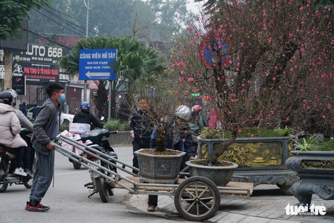 Đào hoa đã ngập phố Hà Nội, 10 người bán 1 người mua - Ảnh 3. Đào hoa đã ngập phố Hà Nội, 10 người bán 1 người mua - Ảnh 3.