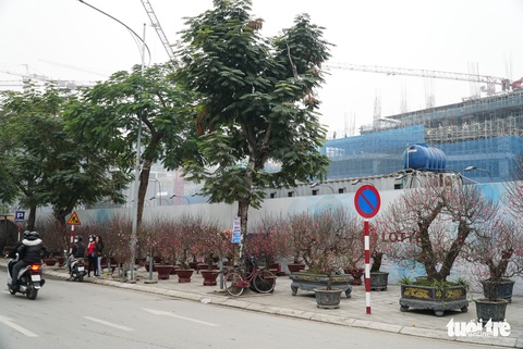 Đào hoa đã ngập phố Hà Nội, 10 người bán 1 người mua - Ảnh 2. Đào hoa đã ngập phố Hà Nội, 10 người bán 1 người mua - Ảnh 2.