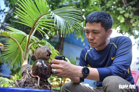 Bonsai dừa hình hổ đón Tết Nhâm Dần - Ảnh 1. Bonsai dừa hình hổ đón Tết Nhâm Dần - Ảnh 1.