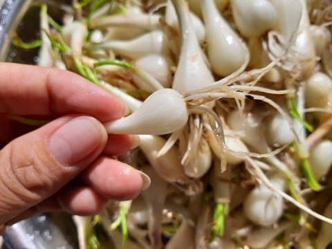 Mùi tháng chạp - Ảnh 1. Mùi tháng chạp - Ảnh 1.