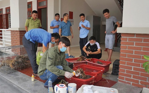 7 đại sứ hổ con ở Vườn quốc gia Pù Mát - Ảnh 5. 7 đại sứ hổ con ở Vườn quốc gia Pù Mát - Ảnh 5.
