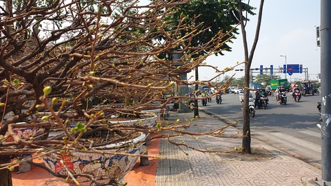 Lượng khách đặt mai Tết tăng nhanh, nhà vườn vẫn cam kết giảm giá bán và cho thuê - Ảnh 9. Lượng khách đặt mai Tết tăng nhanh, nhà vườn vẫn cam kết giảm giá bán và cho thuê - Ảnh 9.