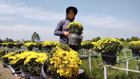 Hoa Sa Đéc đã bán xong hơn 95% - Ảnh 1. Hoa Sa Đéc đã bán xong hơn 95% - Ảnh 1.