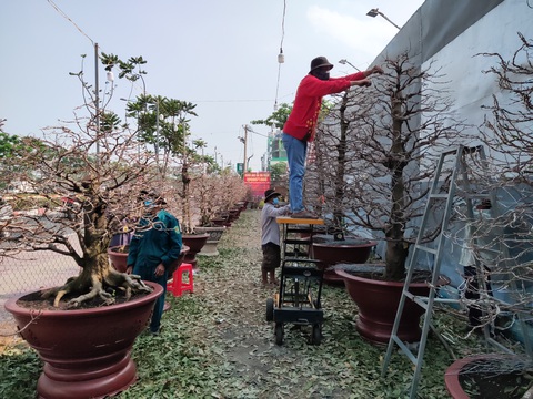 Lượng khách đặt mai Tết tăng nhanh, nhà vườn vẫn cam kết giảm giá bán và cho thuê - Ảnh 2. Lượng khách đặt mai Tết tăng nhanh, nhà vườn vẫn cam kết giảm giá bán và cho thuê - Ảnh 2.