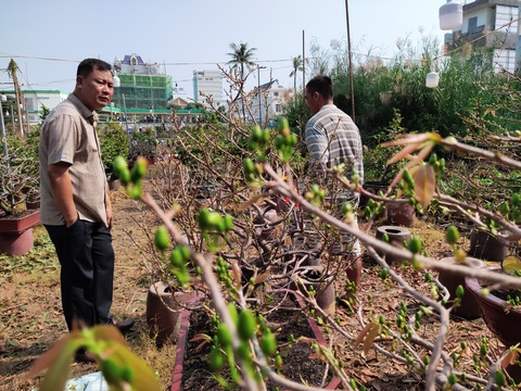 Lượng khách đặt mai Tết tăng nhanh, nhà vườn vẫn cam kết giảm giá bán và cho thuê - Ảnh 6. Lượng khách đặt mai Tết tăng nhanh, nhà vườn vẫn cam kết giảm giá bán và cho thuê - Ảnh 6.