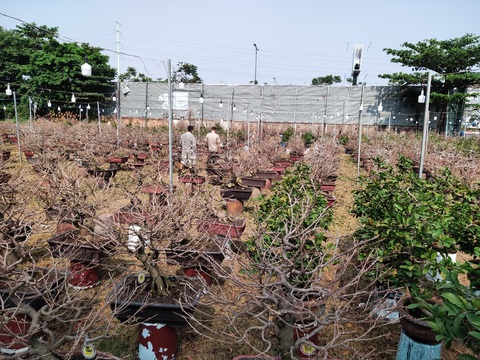 Lượng khách đặt mai Tết tăng nhanh, nhà vườn vẫn cam kết giảm giá bán và cho thuê - Ảnh 7. Lượng khách đặt mai Tết tăng nhanh, nhà vườn vẫn cam kết giảm giá bán và cho thuê - Ảnh 7.