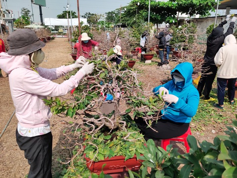Lượng khách đặt mai Tết tăng nhanh, nhà vườn vẫn cam kết giảm giá bán và cho thuê - Ảnh 3. Lượng khách đặt mai Tết tăng nhanh, nhà vườn vẫn cam kết giảm giá bán và cho thuê - Ảnh 3.