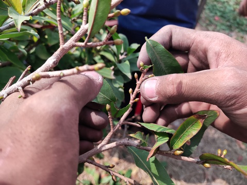 Lượng khách đặt mai Tết tăng nhanh, nhà vườn vẫn cam kết giảm giá bán và cho thuê - Ảnh 4. Lượng khách đặt mai Tết tăng nhanh, nhà vườn vẫn cam kết giảm giá bán và cho thuê - Ảnh 4.