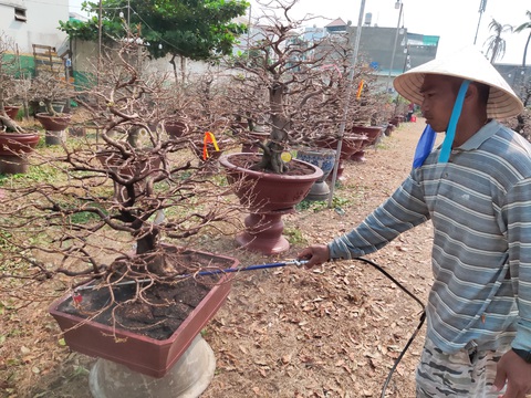 Lượng khách đặt mai Tết tăng nhanh, nhà vườn vẫn cam kết giảm giá bán và cho thuê - Ảnh 8. Lượng khách đặt mai Tết tăng nhanh, nhà vườn vẫn cam kết giảm giá bán và cho thuê - Ảnh 8.