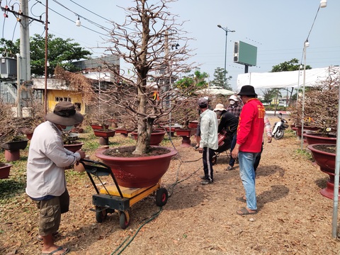 Lượng khách đặt mai Tết tăng nhanh, nhà vườn vẫn cam kết giảm giá bán và cho thuê - Ảnh 5. Lượng khách đặt mai Tết tăng nhanh, nhà vườn vẫn cam kết giảm giá bán và cho thuê - Ảnh 5.