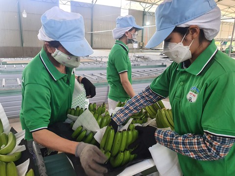 Trồng chuối nuôi heo, bầu Đức đặt kế hoạch lợi nhuận nghìn tỉ, trả hết nợ - Ảnh 2. Trồng chuối nuôi heo, bầu Đức đặt kế hoạch lợi nhuận nghìn tỉ, trả hết nợ - Ảnh 2.