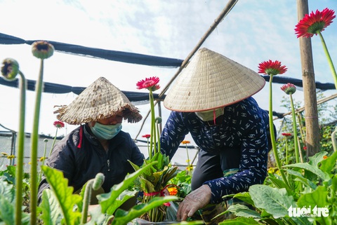Hoa Tết được giá, người dân làng hoa Tây Tựu, Hà Nội phấn khởi - Ảnh 3. Hoa Tết được giá, người dân làng hoa Tây Tựu, Hà Nội phấn khởi - Ảnh 3.