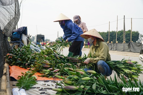 Hoa Tết được giá, người dân làng hoa Tây Tựu, Hà Nội phấn khởi - Ảnh 1. Hoa Tết được giá, người dân làng hoa Tây Tựu, Hà Nội phấn khởi - Ảnh 1.