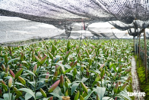 Hoa Tết được giá, người dân làng hoa Tây Tựu, Hà Nội phấn khởi - Ảnh 9. Hoa Tết được giá, người dân làng hoa Tây Tựu, Hà Nội phấn khởi - Ảnh 9.