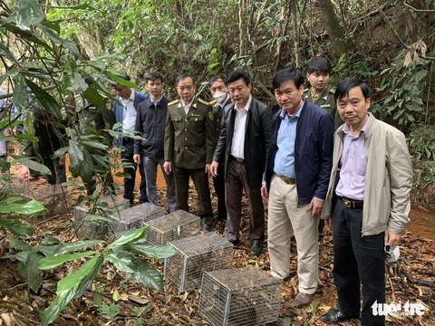 Liên tiếp thả nhiều động vật hoang dã, quý hiếm ra môi trường - Ảnh 1. Liên tiếp thả nhiều động vật hoang dã, quý hiếm ra môi trường - Ảnh 1.