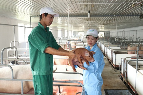 Chuỗi sản xuất nông nghiệp khép kín giúp Nova Consumer ghi điểm - Ảnh 2. Chuỗi sản xuất nông nghiệp khép kín giúp Nova Consumer ghi điểm - Ảnh 2.