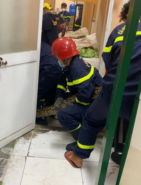 Bắt con trăn dài 3m, nặng 25kg trên trần nhà người dân ở quận Tân Phú - Ảnh 2. Bắt con trăn dài 3m, nặng 25kg trên trần nhà người dân ở quận Tân Phú - Ảnh 2.