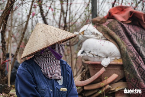 Thủ phủ đào Nhật Tân đìu hiu dù Tết đã rất gần - Ảnh 1. Thủ phủ đào Nhật Tân đìu hiu dù Tết đã rất gần - Ảnh 1.