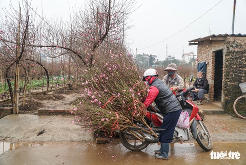 Thủ phủ đào Nhật Tân đìu hiu dù Tết đã rất gần - Ảnh 5. Thủ phủ đào Nhật Tân đìu hiu dù Tết đã rất gần - Ảnh 5.