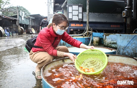 Cá chép cõng ông Công ông Táo đẹp mã, nhiều người mua sớm để có cá tuyệt phẩm - Ảnh 7. Cá chép cõng ông Công ông Táo đẹp mã, nhiều người mua sớm để có cá tuyệt phẩm - Ảnh 7.
