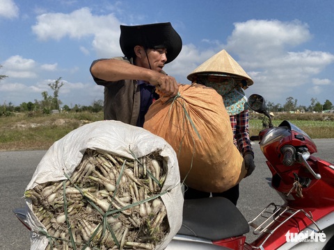 Kiệu Tết tăng giá, nông dân cười tươi như hoa - Ảnh 6. Kiệu Tết tăng giá, nông dân cười tươi như hoa - Ảnh 6.