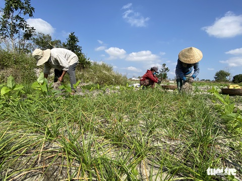 Kiệu Tết tăng giá, nông dân cười tươi như hoa - Ảnh 2. Kiệu Tết tăng giá, nông dân cười tươi như hoa - Ảnh 2.