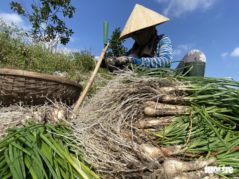 Kiệu Tết tăng giá, nông dân cười tươi như hoa - Ảnh 4. Kiệu Tết tăng giá, nông dân cười tươi như hoa - Ảnh 4.