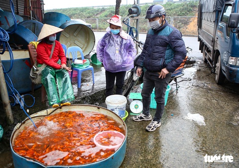 Cá chép cõng ông Công ông Táo đẹp mã, nhiều người mua sớm để có cá tuyệt phẩm - Ảnh 5. Cá chép cõng ông Công ông Táo đẹp mã, nhiều người mua sớm để có cá tuyệt phẩm - Ảnh 5.