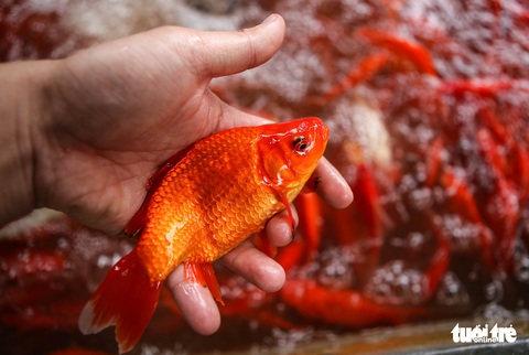 Cá chép cõng ông Công ông Táo đẹp mã, nhiều người mua sớm để có cá tuyệt phẩm - Ảnh 1. Cá chép cõng ông Công ông Táo đẹp mã, nhiều người mua sớm để có cá tuyệt phẩm - Ảnh 1.