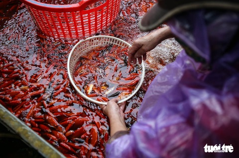 Cá chép cõng ông Công ông Táo đẹp mã, nhiều người mua sớm để có cá tuyệt phẩm - Ảnh 4. Cá chép cõng ông Công ông Táo đẹp mã, nhiều người mua sớm để có cá tuyệt phẩm - Ảnh 4.