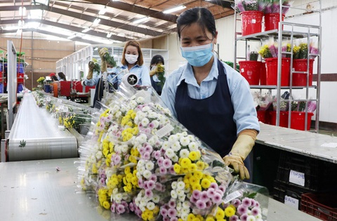 Đàm phán thành công hoạt chất thay thế xử lý hoa, nối lại xuất khẩu hoa sang Úc - Ảnh 2. Đàm phán thành công hoạt chất thay thế xử lý hoa, nối lại xuất khẩu hoa sang Úc - Ảnh 2.