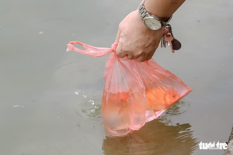 Chưa đến ngày ông Táo, nhiều người Hà Nội đã thả cá chép - Ảnh 3. Chưa đến ngày ông Táo, nhiều người Hà Nội đã thả cá chép - Ảnh 3.