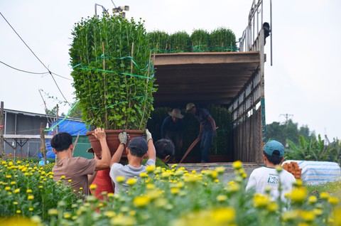 Tết sớm ở thủ phủ hoa cúc miền Trung - Ảnh 2. Tết sớm ở thủ phủ hoa cúc miền Trung - Ảnh 2.
