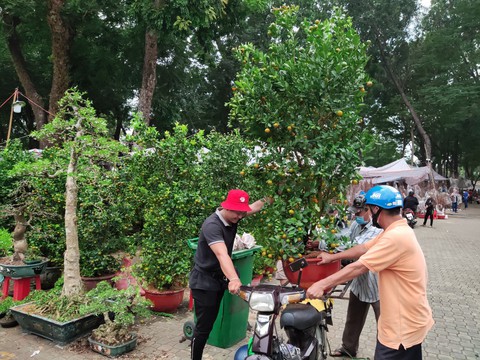 Đào miền Bắc, quất miền Trung, mai Tây Nam Bộ... đổ bộ về TP.HCM đón Tết - Ảnh 3. Đào miền Bắc, quất miền Trung, mai Tây Nam Bộ... đổ bộ về TP.HCM đón Tết - Ảnh 3.