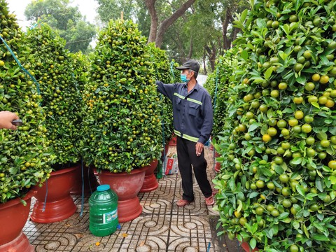 Đào miền Bắc, quất miền Trung, mai Tây Nam Bộ... đổ bộ về TP.HCM đón Tết - Ảnh 4. Đào miền Bắc, quất miền Trung, mai Tây Nam Bộ... đổ bộ về TP.HCM đón Tết - Ảnh 4.