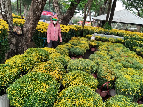 Đào miền Bắc, quất miền Trung, mai Tây Nam Bộ... đổ bộ về TP.HCM đón Tết - Ảnh 5. Đào miền Bắc, quất miền Trung, mai Tây Nam Bộ... đổ bộ về TP.HCM đón Tết - Ảnh 5.
