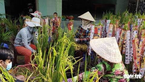 Lúa thơm làm kiểng cung ứng thị trường hoa Tết - Ảnh 1. Lúa thơm làm kiểng cung ứng thị trường hoa Tết - Ảnh 1.