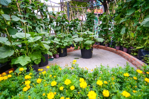 Đường hoa Nguyễn Huệ sẽ tươi sắc cùng lúa chín, giàn bầu, cà chua... - Ảnh 5. Đường hoa Nguyễn Huệ sẽ tươi sắc cùng lúa chín, giàn bầu, cà chua... - Ảnh 5.