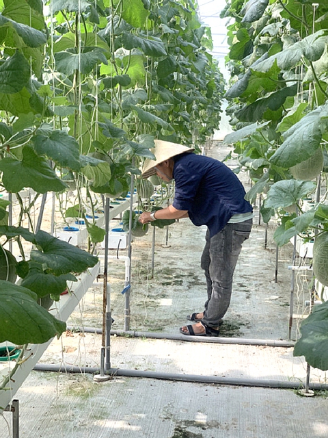 Nhà nông trẻ và sản phẩm hạng A mùa Tết - Ảnh 3. Nhà nông trẻ và sản phẩm hạng A mùa Tết - Ảnh 3.