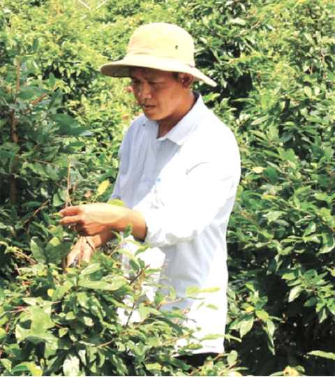 Nhà nông trẻ và sản phẩm hạng A mùa Tết - Ảnh 2. Nhà nông trẻ và sản phẩm hạng A mùa Tết - Ảnh 2.